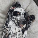 달마시안 이미지