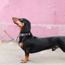 강아지와 산책 이미지