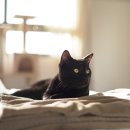 위즈동물병원 이미지