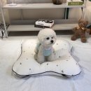 케어독 하우스 | 강아지 알러지케어 솜쿠션 방석 인견매트 커버별도