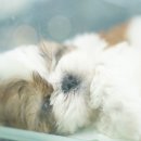 철호농장 | 월성동강아지분양 말티즈 발랄해서 귀여운 흰둥이