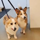 독클래스 | 불광-&gt;용산구[독클래스]애견호텔 이동, 웰시 엄마와 아들램 가치타개 펫택시 후기