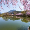 영산 연지못 이미지