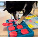 강아지 놀이터 이미지