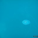 6월 12일 해운대 바다 수영(해파리랑 바다수영^^;;) 이미지