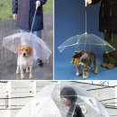기발한 아이디어의 우산들 이미지