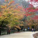 ▣ 순창:- 강천산의 단풍, 계곡물과 어울려진 아름다운 단풍나들이 이미지