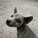 우리강아지 이미지