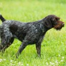 스포팅(SPORTING) 이미지