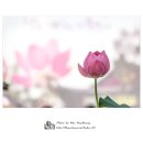 맑고 향기롭게 이미지