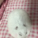 인생샷달인