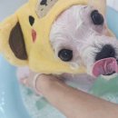 쁘띠하개 이미지