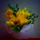 후리지아 이미지