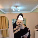 그루밍온 | [서울/관악구] 프린그루밍(구.남현댕) 푸들 반려견 미용+스파 솔직후기