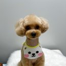 네오펫 이미지