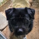 못된강아지 | [김포 유기견 보호소] 안락사 없는 보호소 내사랑 바둑이 유기견 보호소 봉사 후기 및 봉사 방법