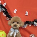 댕댕월드 이미지