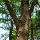 중국단풍길 이미지