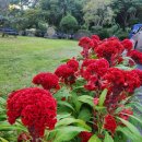 연자방아칼국수 이미지