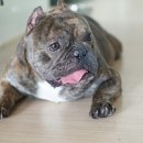 대한켄넬 이미지