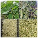 통녹두.파란찰콩.토종늦서리태 이미지