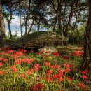 용월리지석묘군 이미지