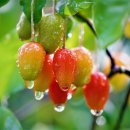 달콤새콤 이미지