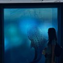 미지의태양 | 충무아트센터 (내셔널지오그래픽 특별기획: OCEAN 가장 거대한 기록) 전시 관람 후기