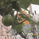 대풍농장 이미지