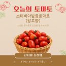 더달콤토마토 | 스테비아 토마토 망고향 | 다이어트에도 좋고, 아이도 반한 달콤한 방울토마토 솔직후기 (공동구매)