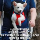 아기강아지 이미지