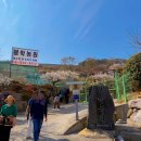 매화농장 | [부산 기장] 기장 매화 명소 매화원 방문후기 주차 관람정보