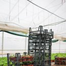 일석농장 이미지