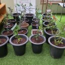 올리브원 이미지