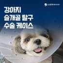 신세계동물의료센터 | 양산 물금 동물병원 강아지 슬개골 탈구 수술 케이스 : 신세계동물의료센터