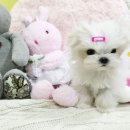 The 쇼독 이미지