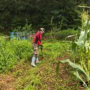 괴발개발 이미지