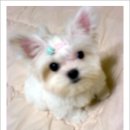 우리로또 Daum카페