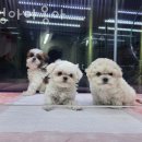 멍멍아야옹아 이미지