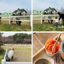 매송농장 | 수원·화성·안산 도심 속 작은 동물농장 카페 드림아트스페이스 방문 후기