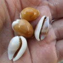 LARVA STAGE 이미지