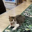 집사의하루 연남점 이미지