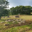 고은목장 이미지