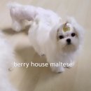 베리하우스 켄넬 이미지