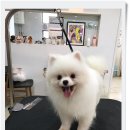 김성균애견미용학원