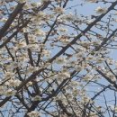 아지랑이 이미지