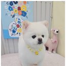 우리집강아지예쁘개 이미지