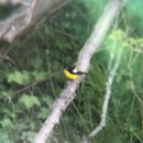 새매개천 이미지