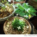 피고지고 이미지