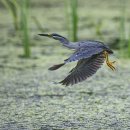 해오라기 이미지